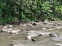 floating-50 Ekor Kambing Mati...