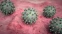 floating-Virus Marburg yang Sangat...