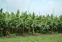 floating-Potensi Buah Food Estate...