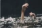 floating-Hanyut di Bendungan...