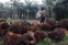 floating-Harga CPO Malaysia Naik...