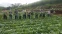 floating-Dukung Konsep Edu Agrowisata,...