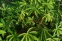 floating-7 Efek Samping Daun...