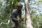 floating-Produksi Karet RI Merosot,...