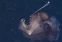 floating-Ini Penyebab Ikan Laut...