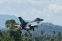 floating-Sengit! F-16 TNI AU...
