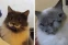 floating-16 Kucing Paling Aneh...