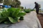 floating-Terdampak El Nino, Petani...