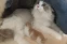 floating-Perdana, Bayi Kucing...