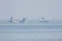 floating-Militer China Menguntit...