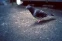 floating-Tabrak Burung Merpati,...