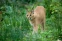 floating-Kucing Caracal Viral...