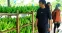 floating-Kisah Klaster Pisang...