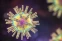 floating-Mengenal Virus B Langka...