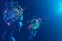 floating-AI Dubbing, Fitur Terjemahan...