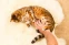 floating-5 Alasan Kucing Tidak...