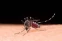 floating-Perbedaan Gejala Virus...