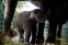 floating-Bayi Gajah Jantan Lahir...