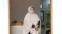 floating-Program Pensiun Janda/Duda...