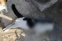 floating-Tembak Kucing Sampai...