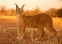 floating-Kenapa Kucing Caracal...