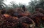 floating-BPDP Bantu Anak Petani...