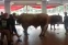 floating-Sapi Limousin Bobot...