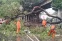 floating-BPBD DKI: 7 Pohon Tumbang...