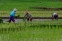 floating-Ketahanan Pangan Nasional...