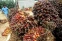 floating-Sawit Jadi Tameng Energi...