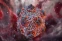 floating-Wabah Hantavirus Juga...
