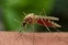 floating-Waspada Malaria Monyet,...