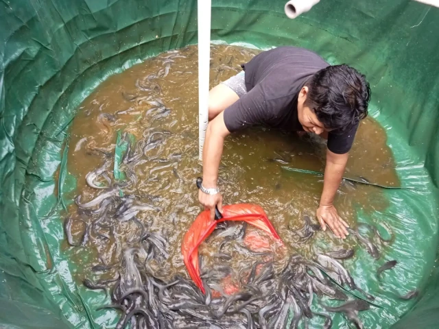 FOTO: Melihat Budidaya Ikan Lele di Bekasi