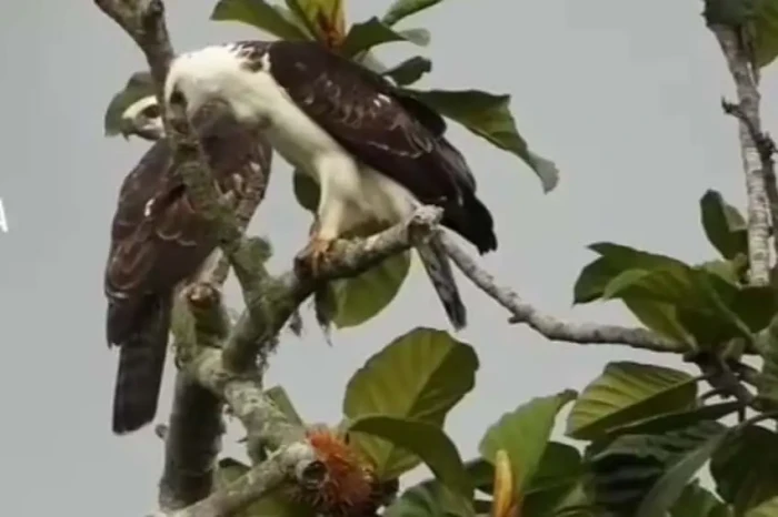 Kelahiran Sang Garuda...