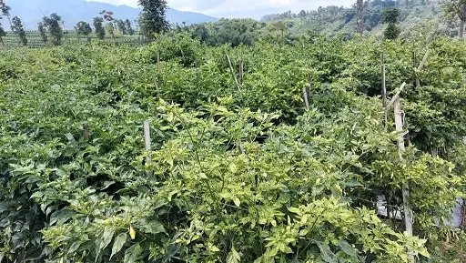 Banjarnegara Pasok Cabai...