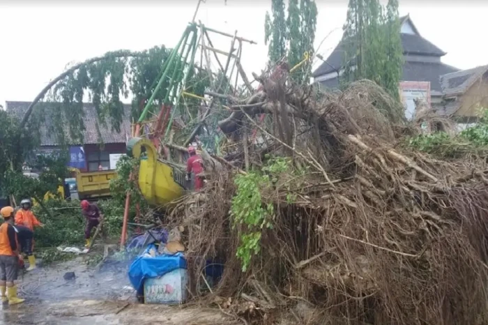 Pohon Beringin di Denggung...