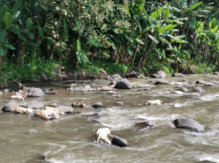 50 Ekor Kambing Mati...