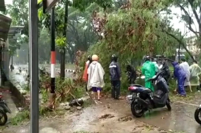 Hujan Angin, Pohon Tumbang...