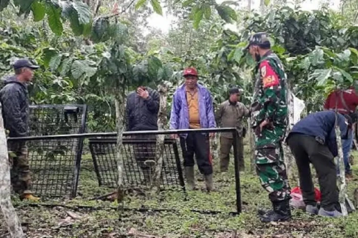 Beruang Madu Teror dan...