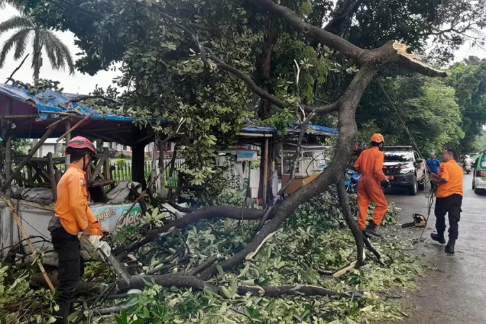 Bogor Hujan Angin, Dahan...