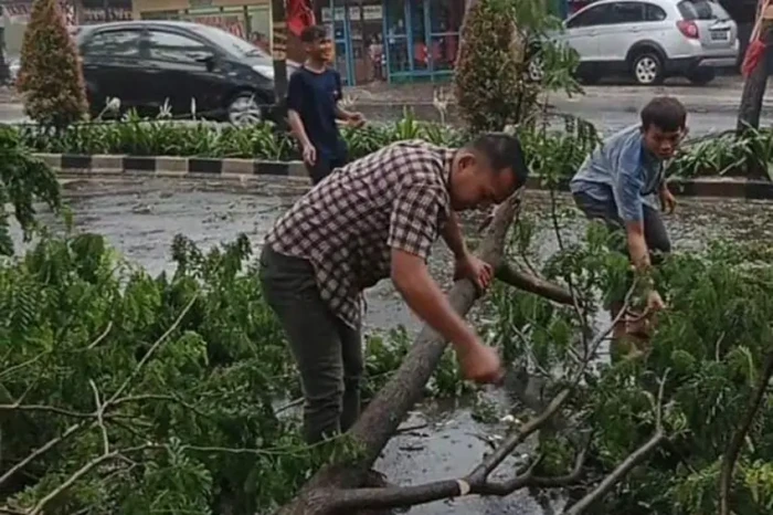 Hujan Angin, Pohon Tumbang...