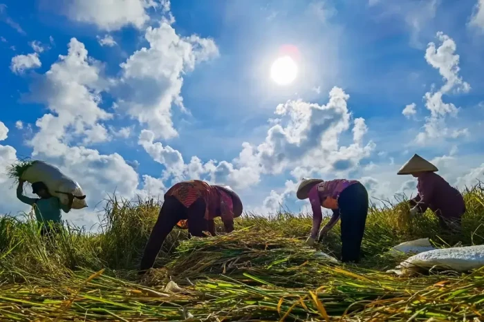 Banyak Petani Tak Kebagian...