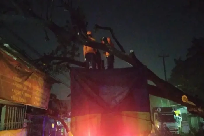 Pohon Tumbang di Bogor...