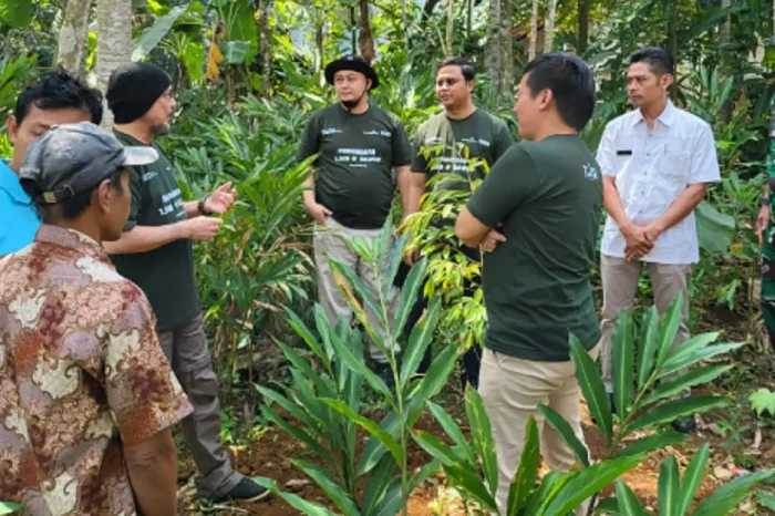 1.000 Bibit Pohon Durian...