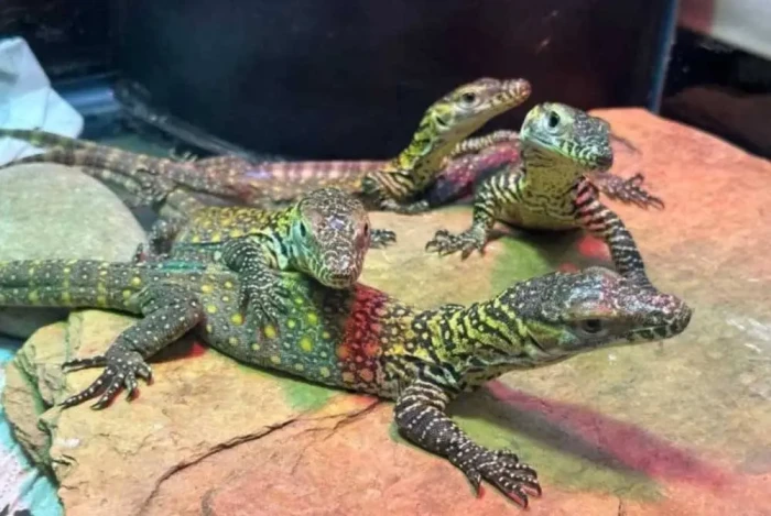 Enam Telur Komodo Menetas...