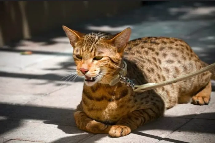 12 Jenis Ras Kucing...