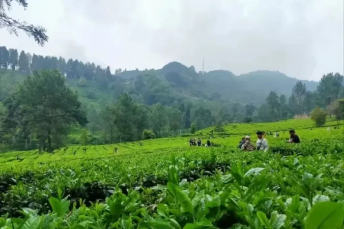 10 Tempat Wisata Sejuk...