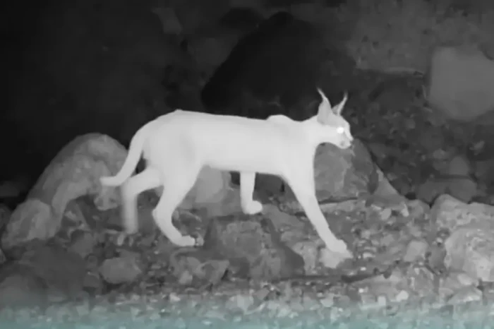 Kucing Langka yang Suka...