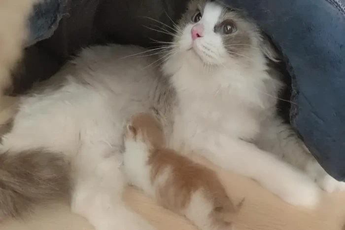 Perdana, Bayi Kucing...