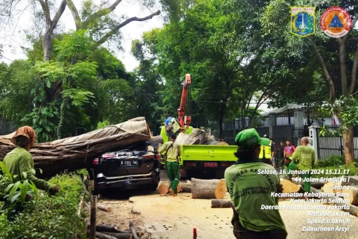 Pohon Raksasa Tumbang...